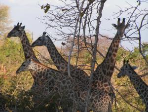 Thornicroft's giraffe, unique to the Luangwa Valley