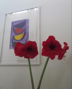 Some Amaryllis I grew this winter - just to cheer up the post this St Valentine's Day 