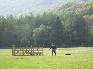 Now that's a nice pastime - sheep dog trials in Wales 