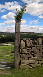 Yorkshire. The force is strong!