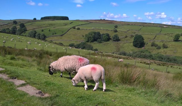 WP_20160704_11_24_39_Pro