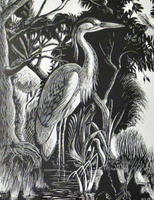 A scraperboard illustration my father of our 'family bird'