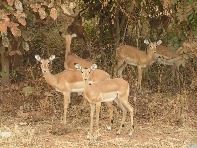 Impala. Far too pretty to eat I know, but they do make a nice roast haunch of...